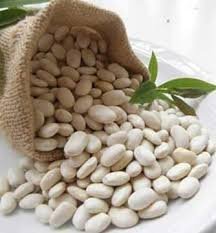 phaseolus bulgaris white kidney bean