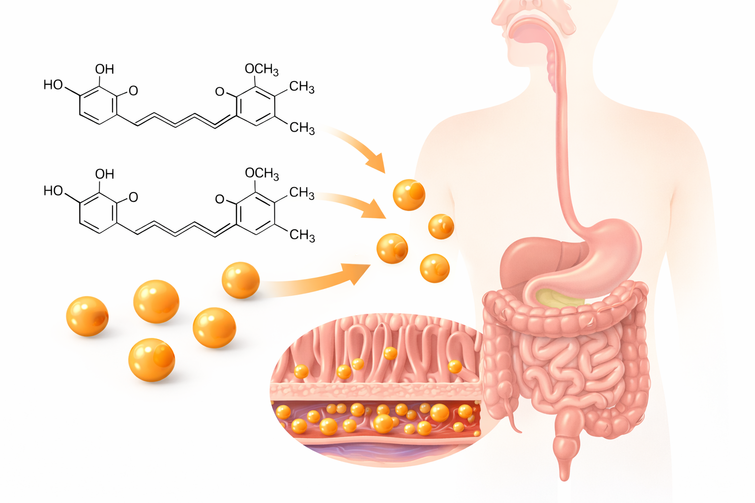 curcumin absorption and bioavailability explained
